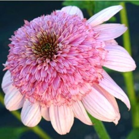 Secret Romance Coneflower