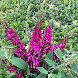 Proven Winners&reg;  ColorChoice&reg;  Lo & Behold&reg;  Ruby Chip&reg; Butterfly Bush