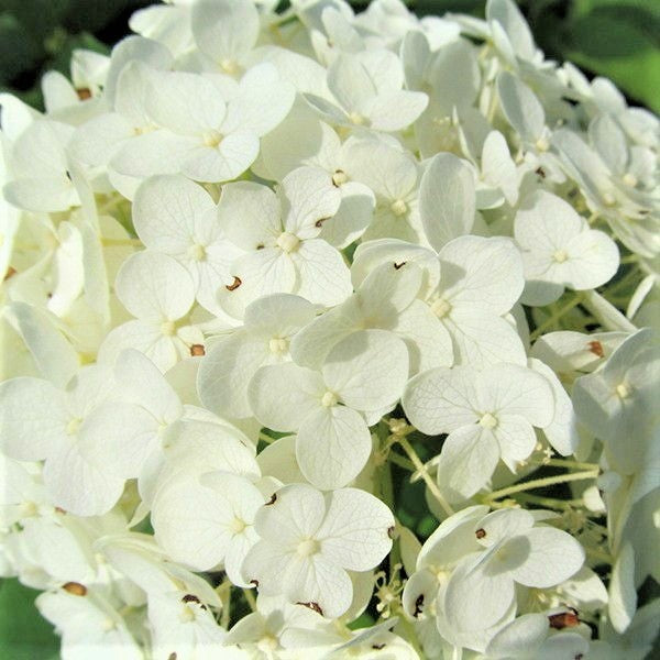 Annabelle Hydrangea