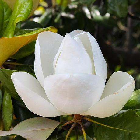 Edith Bogue Magnolia Tree