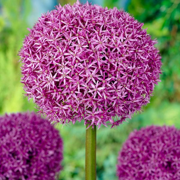 Globemaster Allium