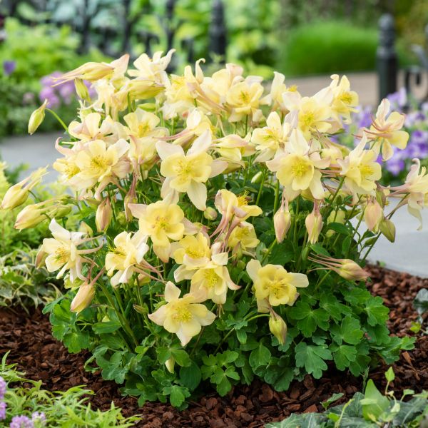 Earlybird™ Yellow Columbine