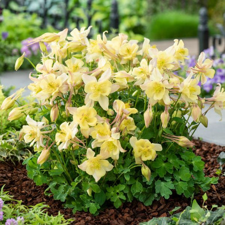 Earlybird™ Yellow Columbine