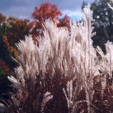 Purple Flame Grass