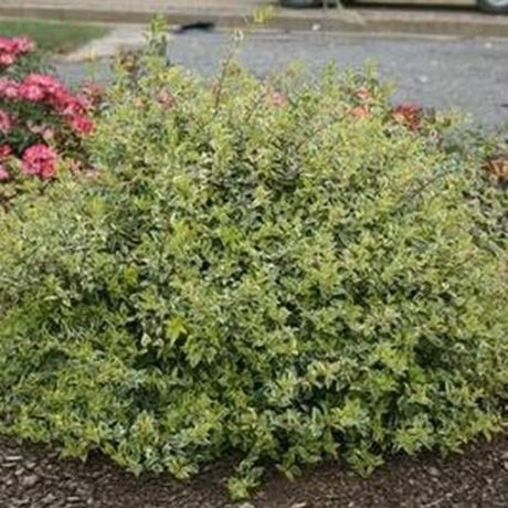 Twist of Lime Abelia