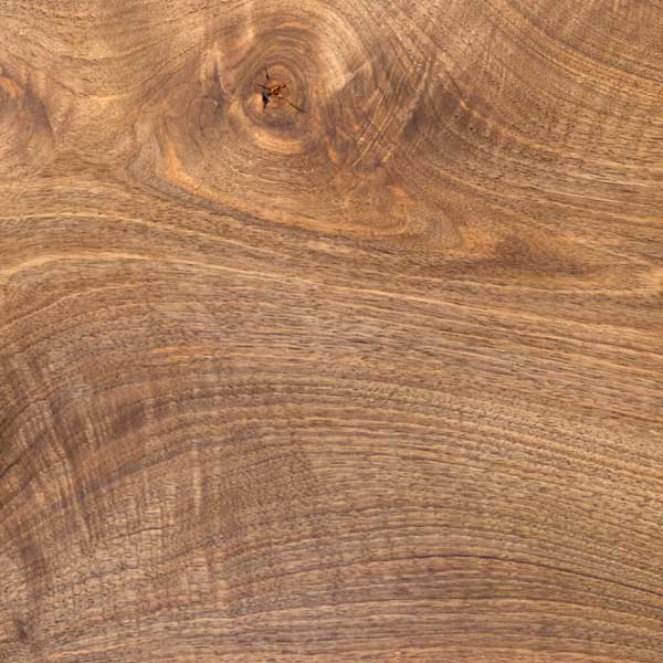 Carpathian English Walnut Tree