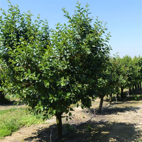 English Morello Cherry Tree