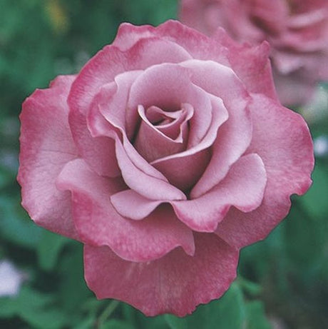 Angel Face Rose