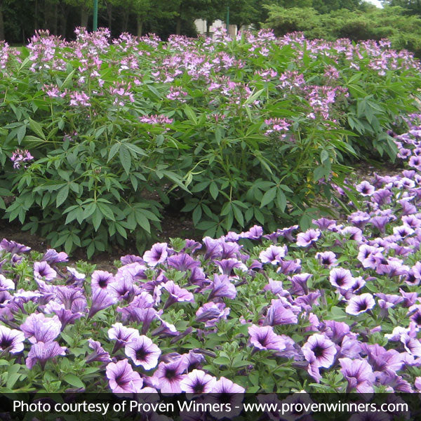 Supertunia&reg; Bordeaux&trade; Petunia