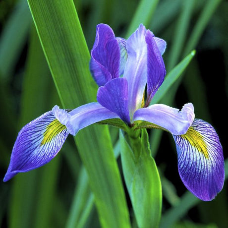 Southern Blue Flag Iris