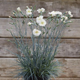 American Pie&reg; Key Lime Pie Dianthus