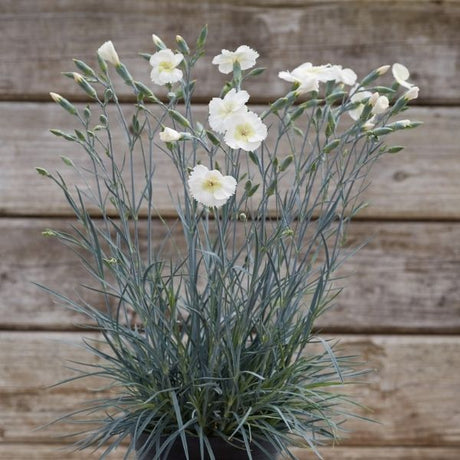 American Pie&reg; Key Lime Pie Dianthus