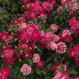 Easy Elegance&reg; Little Mischief Rose