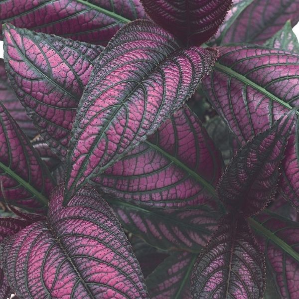 Persian Shield Strobilanthes