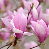 Jane Magnolia Tree