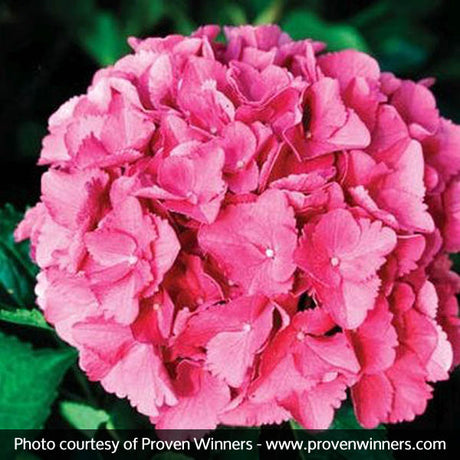 Cityline&reg; Venice Bigleaf Hydrangea