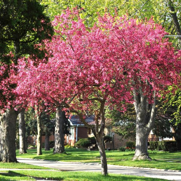 Robinson Crabapple Tree