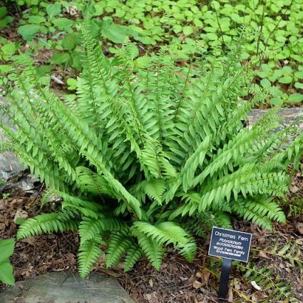 Christmas Fern