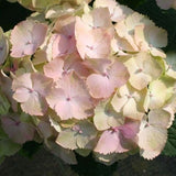 Everlasting&trade; Harmony Hydrangea