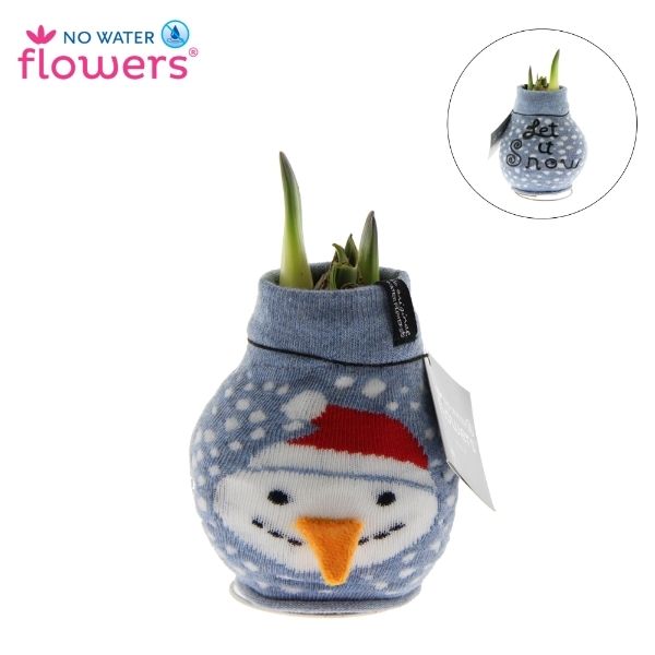 Snowman Fashion Amaryllis