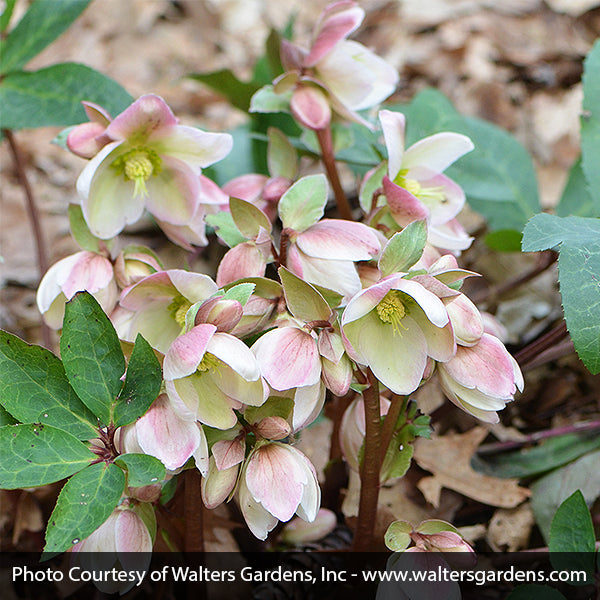 Ivory Prince Lenten Rose