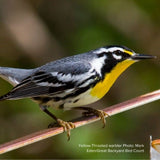 Audubon&reg; Native American Hornbeam