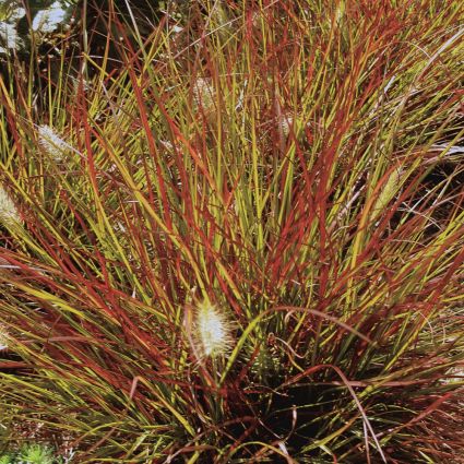 Burgundy Bunny Dwarf Fountain Grass