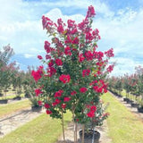 Colorama™ Scarlet Crape Myrtle