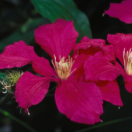 Clematis Ernest Markham