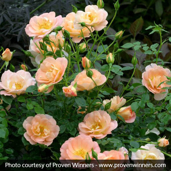 Oso Easy&reg; Peachy Cream Rose