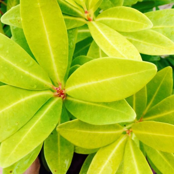 Florida Sunshine Anise Shrub