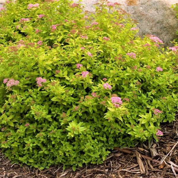 First Editions&reg; Sundrop&trade; Spirea