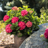 Endless Summer&reg; Summer Crush&reg; Bigleaf Hydrangea