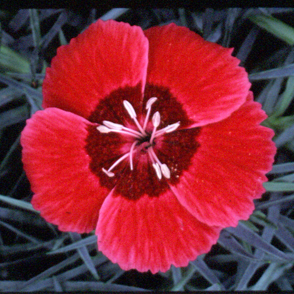 Dianthus STAR SINGLE™ Eastern Star