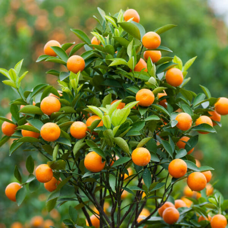 Dwarf Brown Select Satsuma Tree