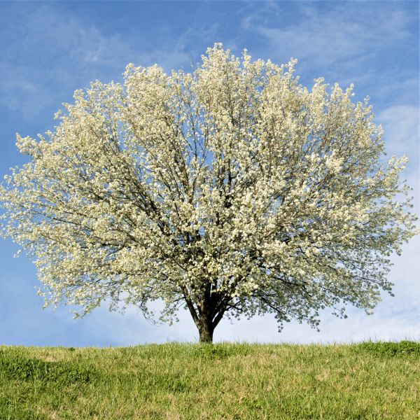 New Bradford Flowering Pear Tree