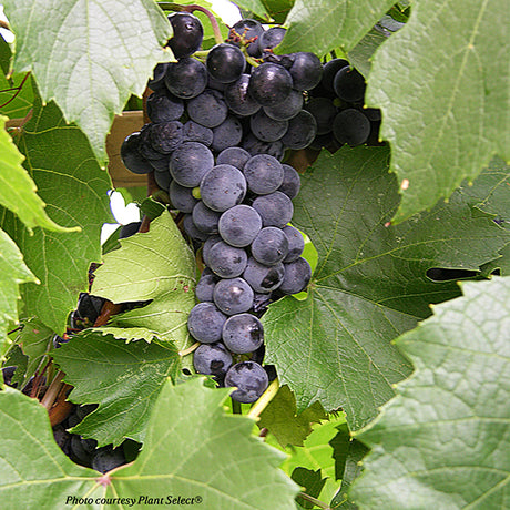 St. Theresa Seedless Grape Vine