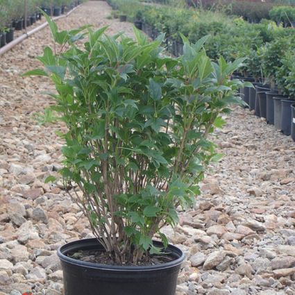 Spring Red Compact Cranberrybush Viburnum