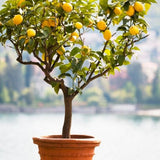 Improved Semi-Dwarf Meyer Lemon Tree