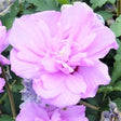 Ardens Rose of Sharon Shrub