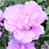 Ardens Rose of Sharon Shrub