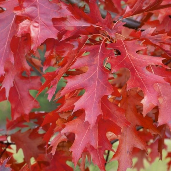 Audubon&reg; Native Scarlet Oak