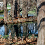 Audubon® Bald Cypress