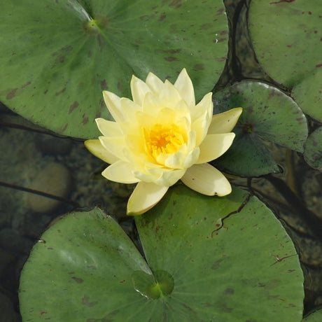 Charlene Strawn Water Lily