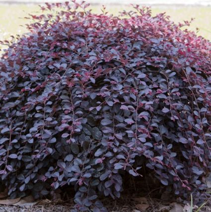 Purple Pixie&reg; Weeping Fringe Flower