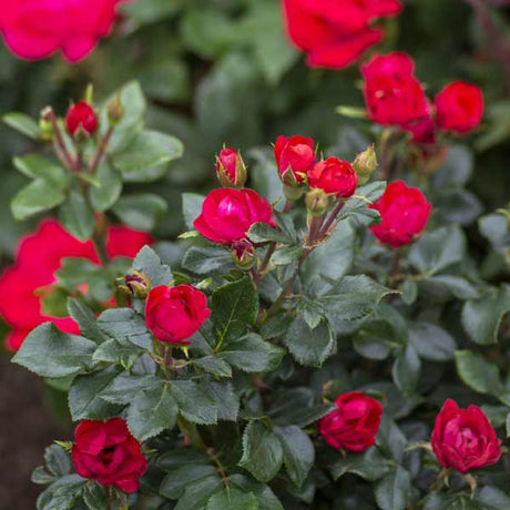 Petite Knock Out&reg; Rose Tree Form