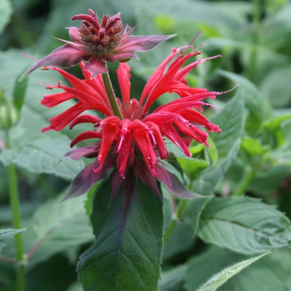 Gardenview Scarlet Bee Balm