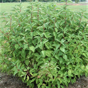 Arctic Fire&reg; Dogwood