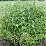 Arctic Fire&reg; Dogwood