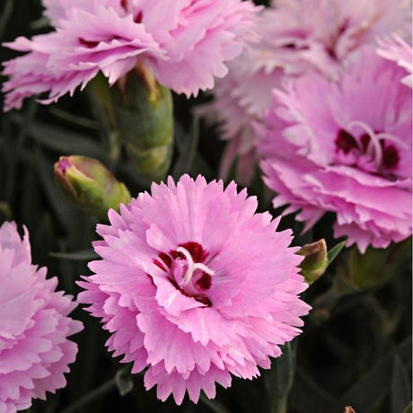 EverLast&trade; Light Pink+Eye Dianthus